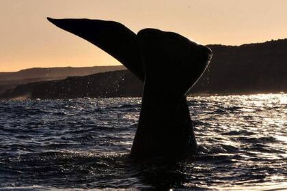 Una ballena franca austral muestra su cola al regresar, como cada año, a la costa de Chubut