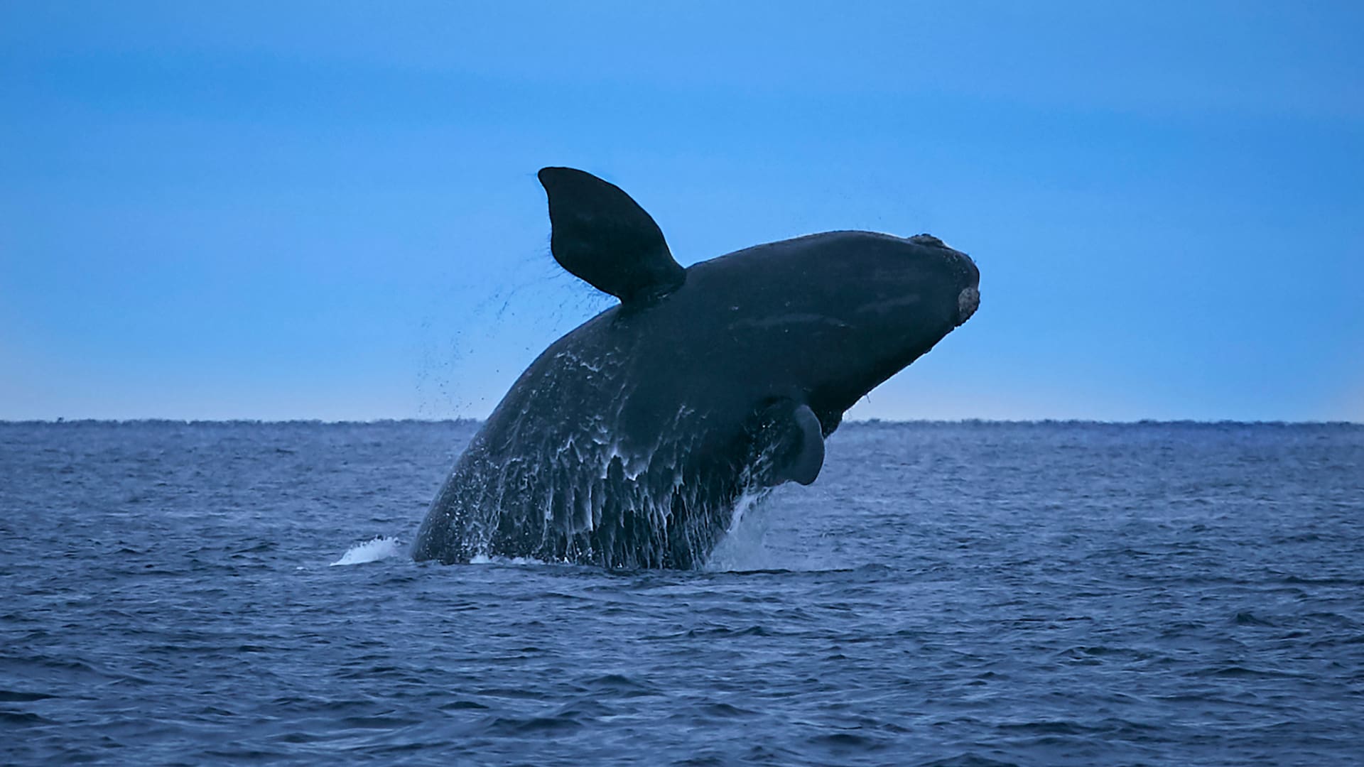 Una Ballena franca Austral salta al anochecer en Puerto Madryn