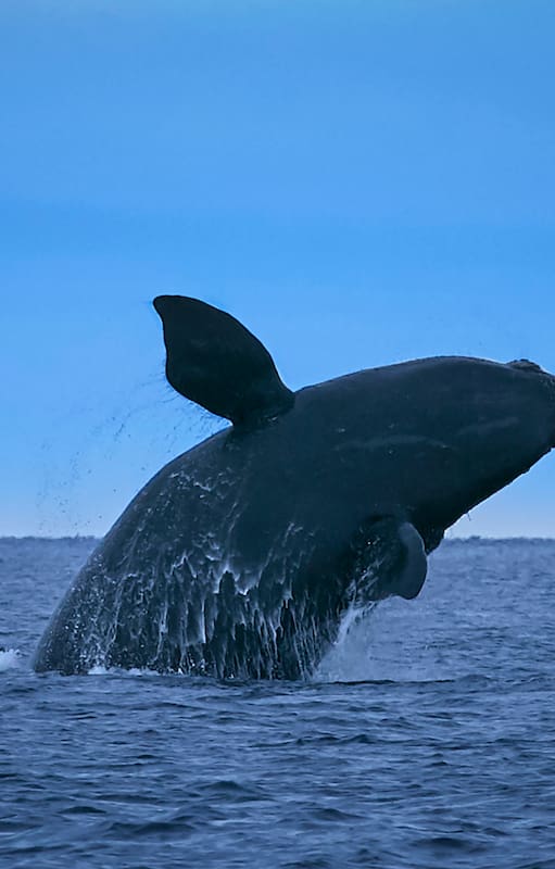 Una Ballena franca Austral salta al anochecer en Puerto Madryn