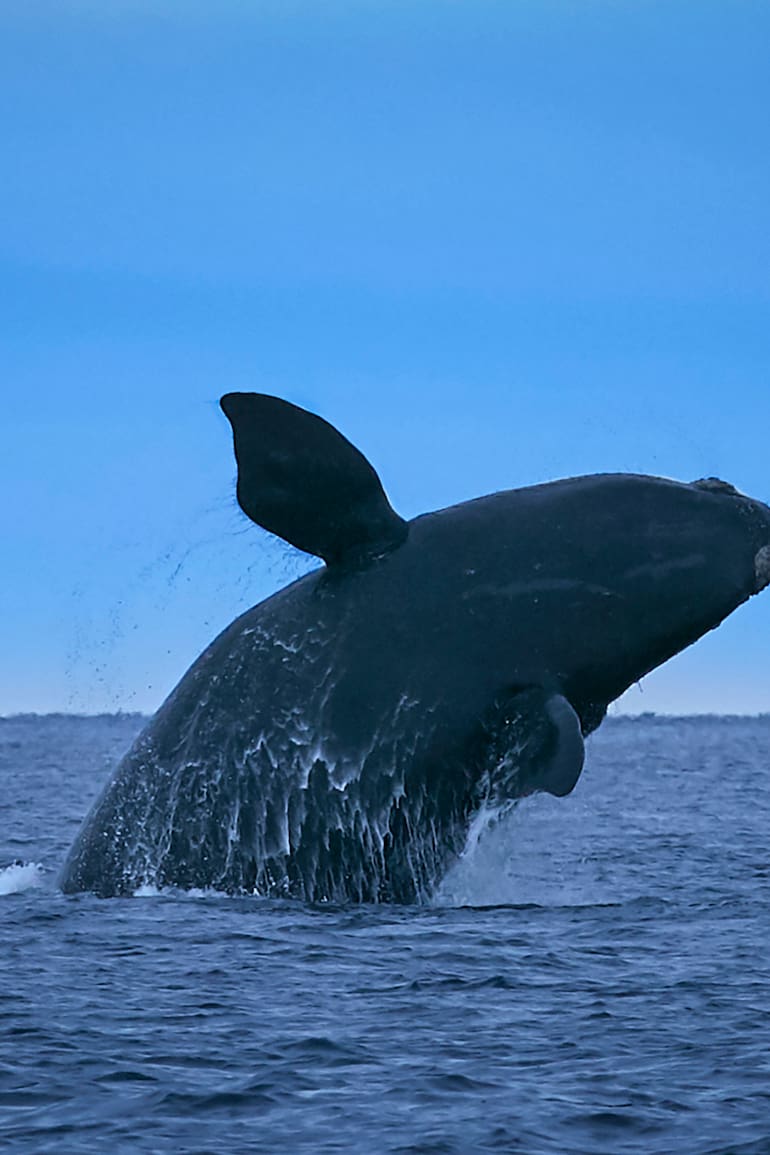 Una Ballena franca Austral salta al anochecer en Puerto Madryn