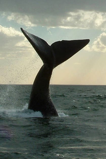 Día Mundial de los Océanos. Por qué las ballenas son consideradas los bosques de las aguas