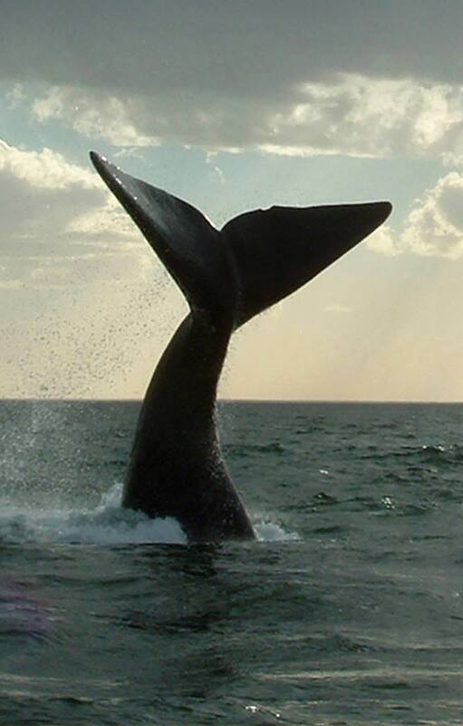 Una ballena franca saca su cola fuera del agua