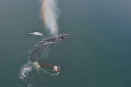 Una ballena jorobada fue liberada en aguas de Alaska