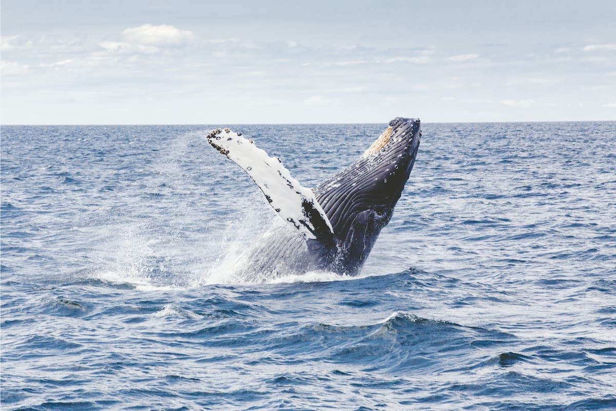 Una ballena jorobada sorprendió a dos mujeres en la costa de California