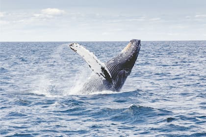 Una ballena jorobada sorprendió a dos mujeres en la costa de California