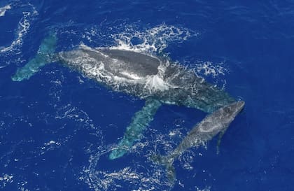 Una ballena jorobada y su cría nada por el océano en Niue