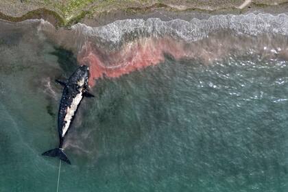 Una ballena muerta es remolcada lejos de la costa cerca de Puerto Madryn, Argentina, el martes 4 de octubre de 2022. Científicos argentinos están determinando el motivo de la muerte de al menos 13 ballenas en el área en los últimos días. (Foto AP/Maxi Jonas)