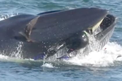 Una ballena se tragó a un buzo y luego lo escupió