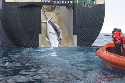 Una ballena y su cría, víctimas de la caza