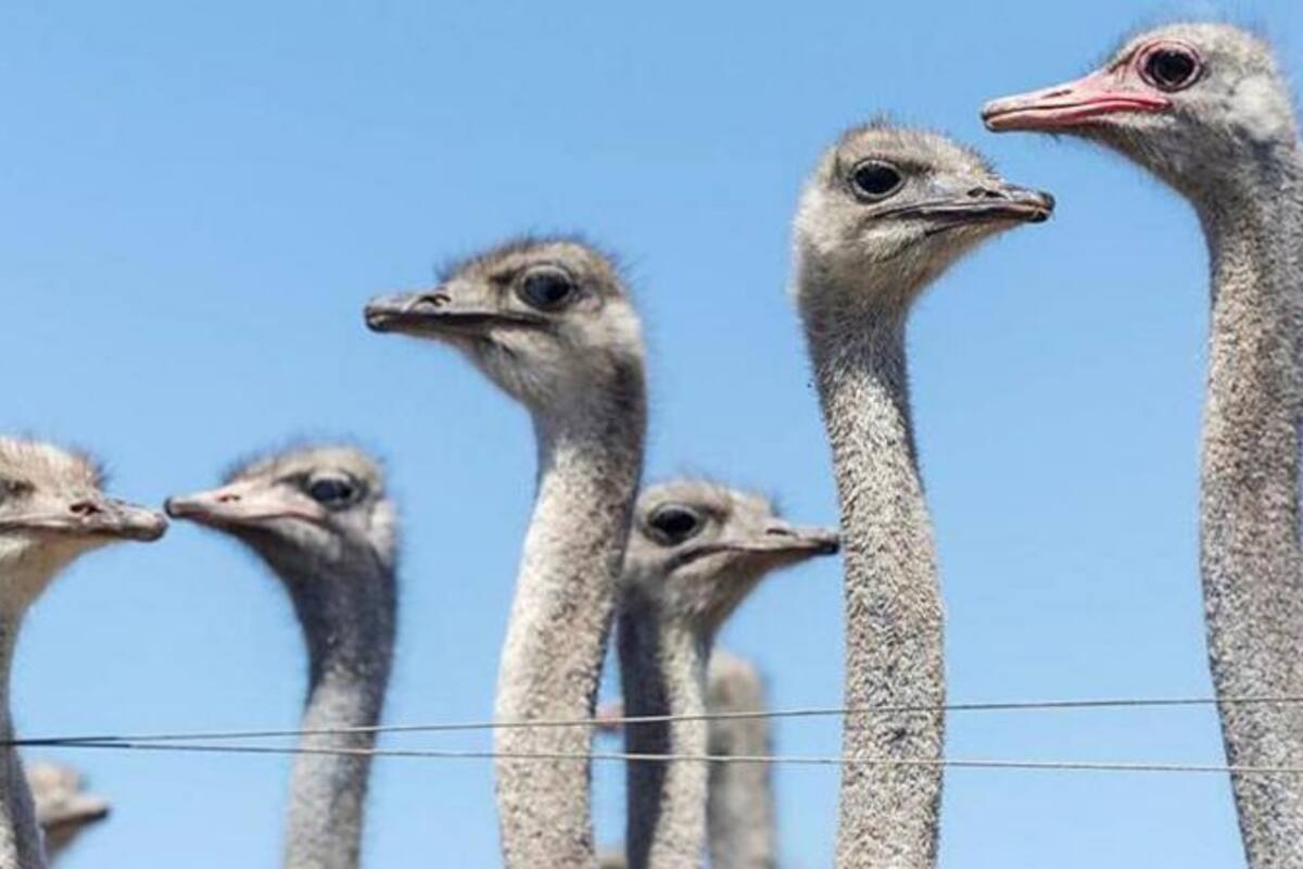 Una bandada de aves, similares a las que se muestra en esta foto tomada en otra granja en 2024, se ha convertido en el último punto de fricción entre Canadá y EE.UU.