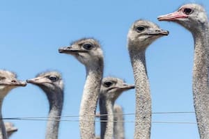 Una bandada de aves, similares a las que se muestra en esta foto tomada en otra granja en 2024, se ha convertido en el último punto de fricción entre Canadá y EE.UU.