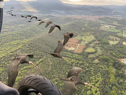 Una bandada de ibis eremita acompaña al paramotor mientras sobrevuela zonas rurales, replicando el aprendizaje que luego les permitirá realizar la migración de forma autónoma