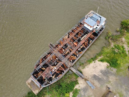 Una barcaza llega al Puerto Paranacito con hacienda de las islas