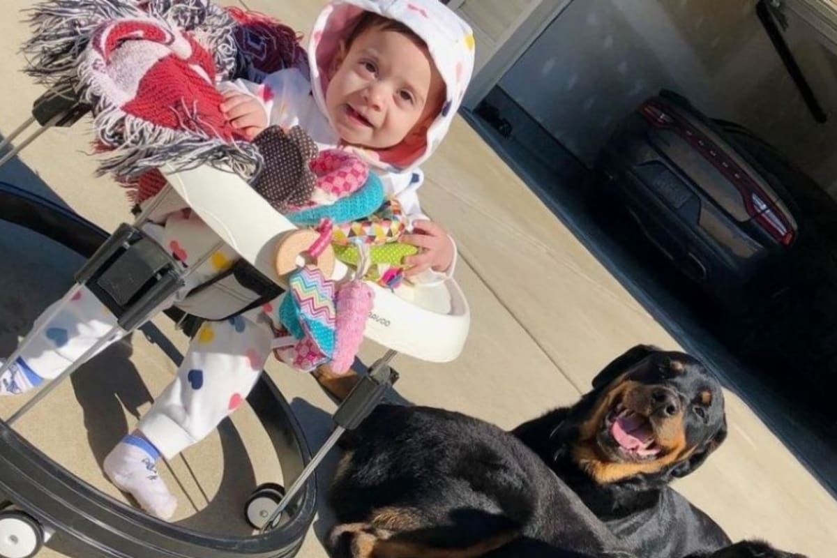Una beba murió tras ser atacada por dos perros rottweilers en Carolina del Norte, Estados Unidos