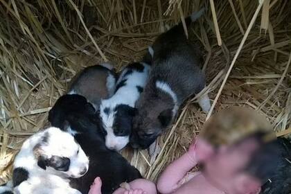 Una bebé recién nacida fue víctima de abandono en India