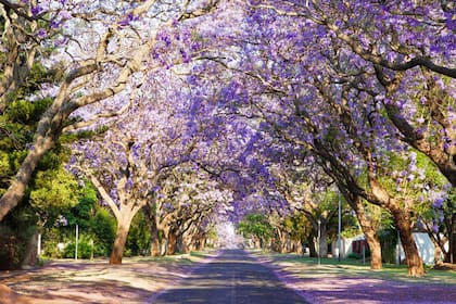 Una belleza en la paleta de violetas y lilas