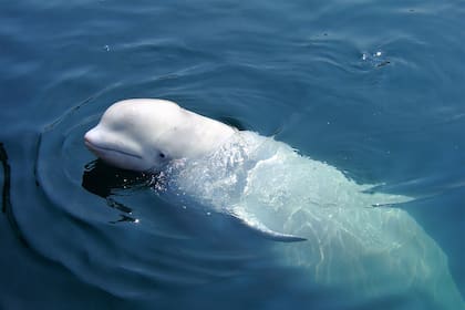 Una beluga apareció en el río Sena y la rastrean para salvarla