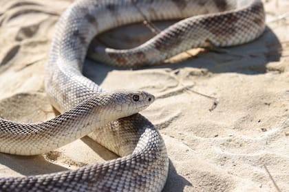 Una bióloga halló una serpiente de pino, una especie amenazada en Florida
