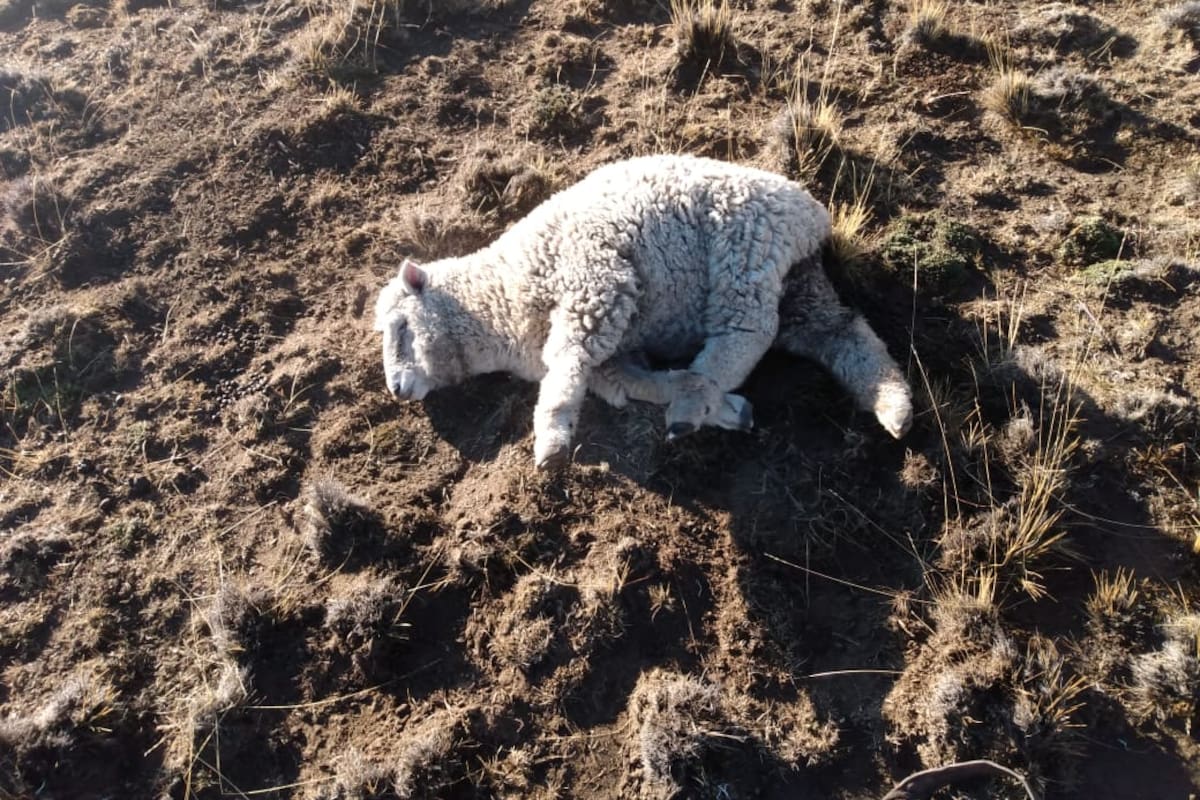 Una borrega quedó maniatada por los ladrones a la vera de la ruta