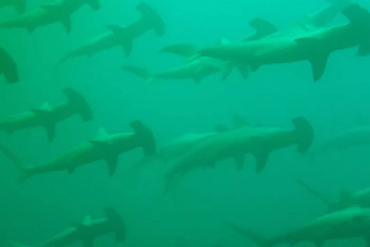 Una buceadora australiana se encontró con cientos de tiburones martillo mientras visitaba una cueva subacuática (YouTube)