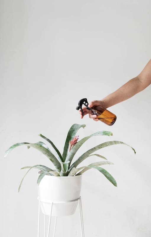Una buena fertilización ayuda a las plantas a crecer vigorosas y más fuertes y disminuye el riesgo de que sea atacada por insectos o enfermedades.