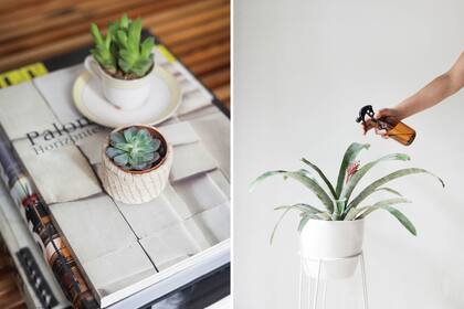 Una buena fertilización ayuda a las plantas a crecer vigorosas y más fuertes y disminuye el riesgo de que sea atacada por insectos o enfermedades.