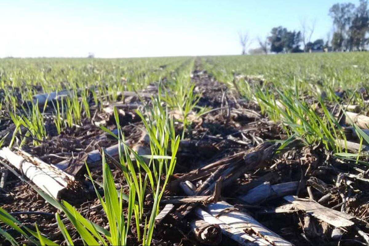 Una buena fertilización ayuda a mayores rindes