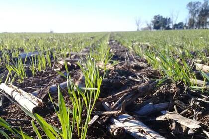 Una buena fertilización ayuda a mayores rindes