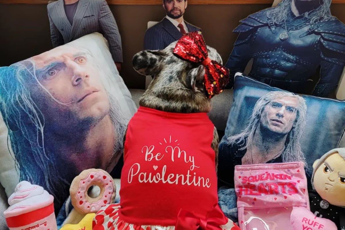 Una bulldog francesa de Winsonsin es la fan número uno de Henry Cavill, el actor británico de Superman y Los Tudor