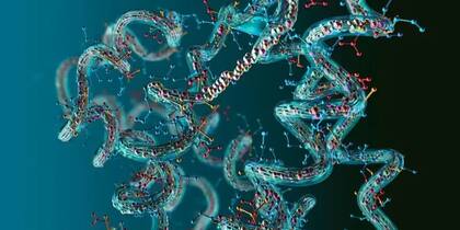 Una cadena de aminoácidos formando una proteína. Foto: Getty Images