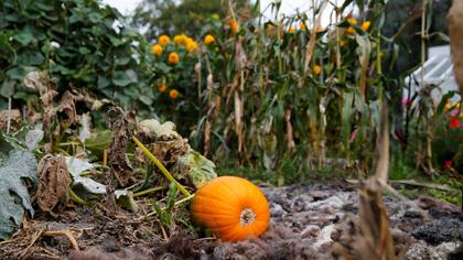 Una calabaza crece en el jardín de Rosendals en Estocolmo