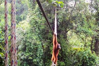 Una cámara capta el momento en que un orangután usa un puente para cruzar una carretera en Indonesia