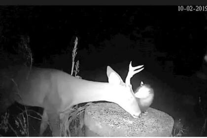 Una cámara de visión nocturna captura el momento en que una zarigüeya ayuda a un ciervo con las garrapatas de su cabeza