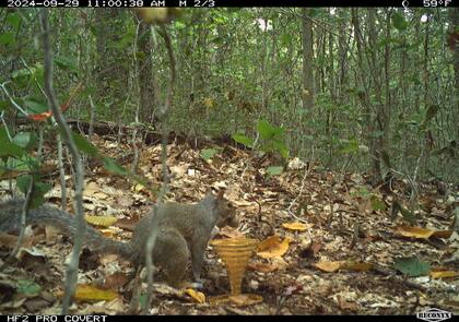 Una cámara muestra en vivo el tesoro y capta a los animales que se acercan al objeto