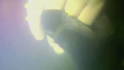 Una cámara submarina captó el momento en el que el buceador Nicolaas van Heerden le tomó la mano a Harrison, tras un susto inicial.