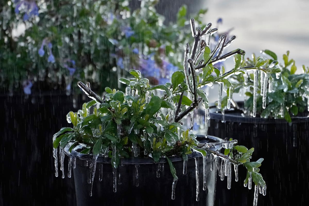 Una capa de hielo cubre una planta ornamental en una tienda, el viernes 16 de enero de 2026, en Plant City, Florida. (AP Foto/Chris O'Meara)
