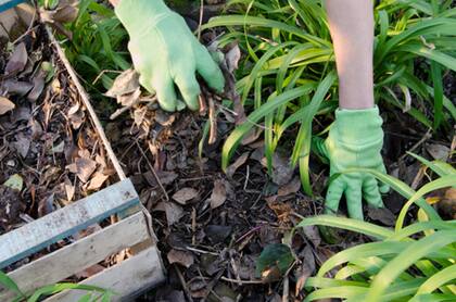 Una capa de mulch puede ser efectiva para mantener la humedad del suelo