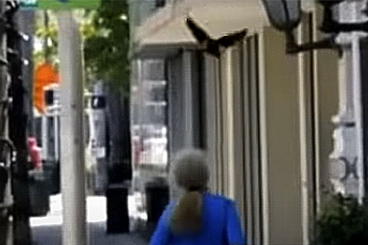 Una captura del momento del ataque de las aves