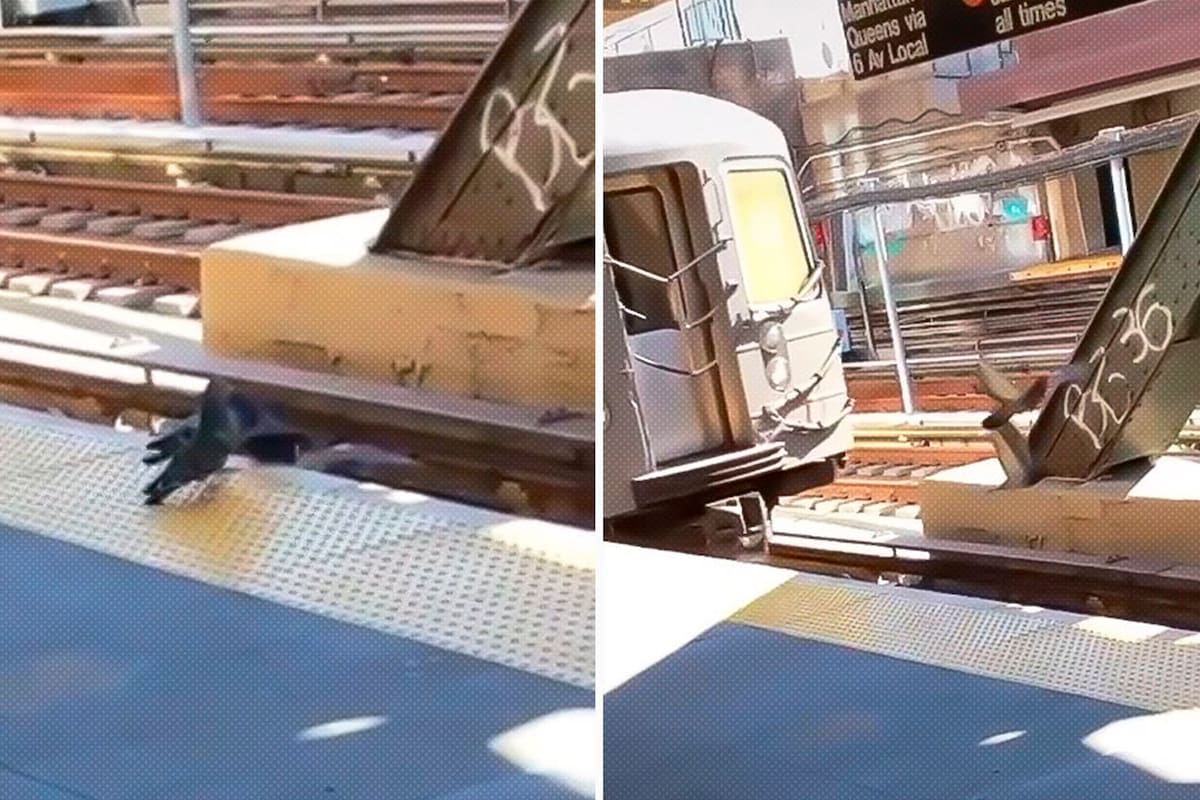 Una captura del video en el que dos palomas se deshacen de una tercera y la arrojan a las vías del tren