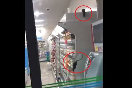 Una captura del video viral que muestra a dos ratas en uno de los mostradores del local