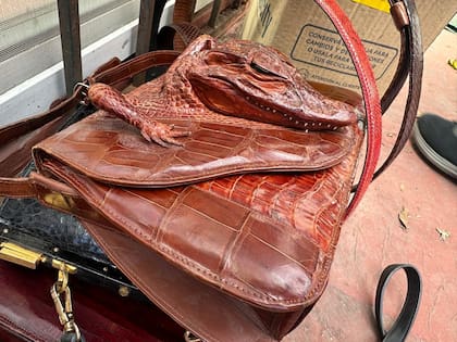 Una cartera de yacaré con sus patas, cabeza y dientes