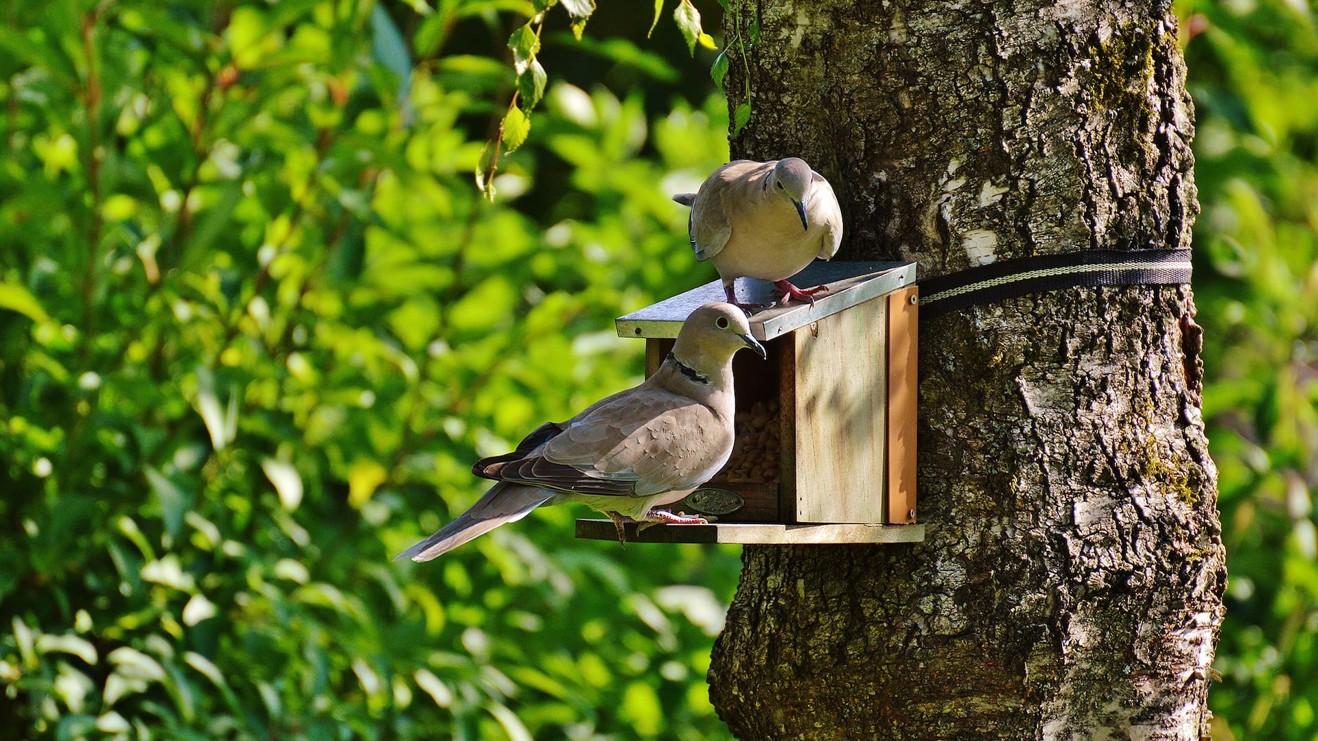 Casita para aves