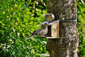 Una casita de madera para que los pájaros aniden en el jardín