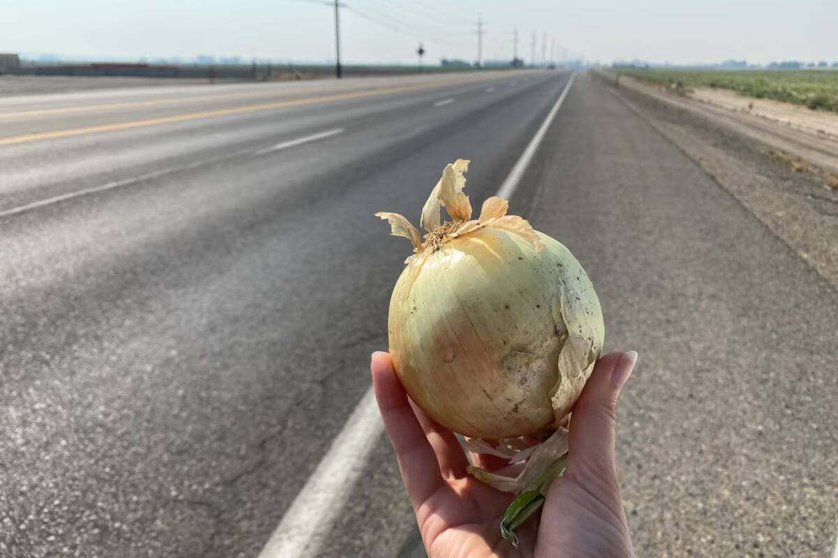 Una cebolla recogida al costado de la carretera 201 en Ontario, Oregón