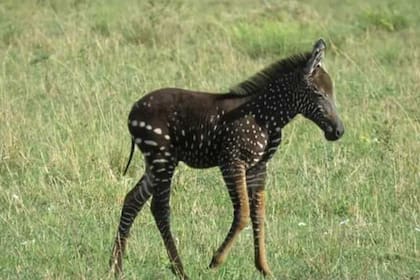 Una cebra a lunares recorre el parque de Kenia