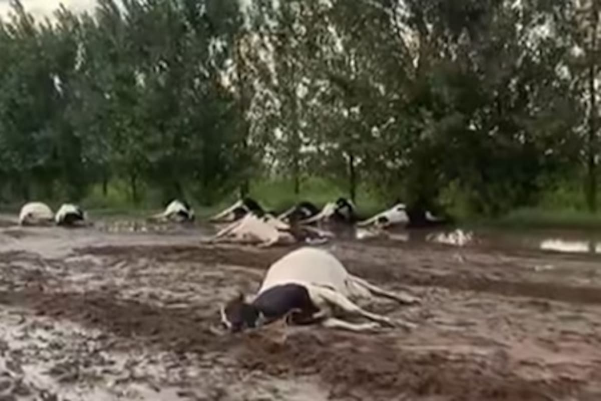 Una centella causó la muerte de decenas de vacas durante un temporal en Canals