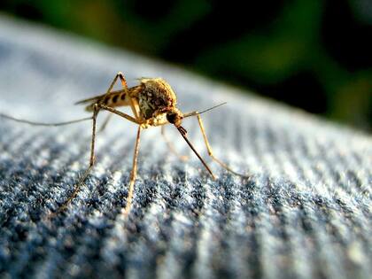 Una cepa india del mosquito Aedes aegypti podría estar desarrollando resistencia al insecticida