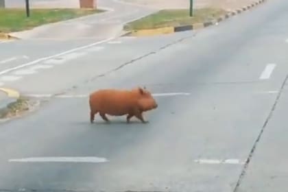 Una chanchita que se pasea por Avenida Italia es furor en redes; es como "un perro tranquilo", dijo un vecino