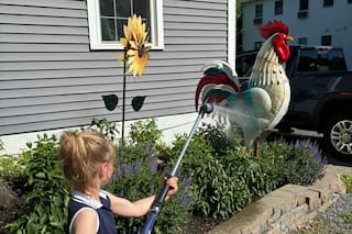 El pueblo que multó con US$450 a una familia por tener gallos gigantes en su jardín