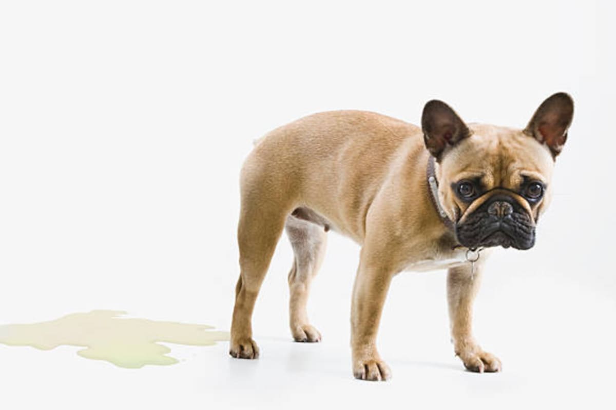 Una clave de este truco es pasear con frecuencia al perro para que entienda que debe hacer sus necesidades afuera